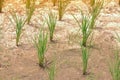 Young rice planted on dry soil