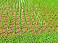 Young rice plants Royalty Free Stock Photo