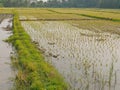 Young rice plants in a paddy field filled with a walking path covered with green grasses in rural area in the North of Thailand Royalty Free Stock Photo
