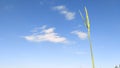 Young rice plants ready to grow The southern region has a bright atmosphere. The blue sky is white