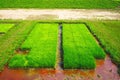 Young rice seedlings