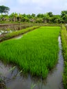 Young rice seedlings ready for planting in the fields Royalty Free Stock Photo