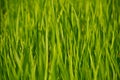 Young rice shoots close-up. Royalty Free Stock Photo