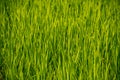 Young rice shoots close-up. Royalty Free Stock Photo