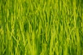 Young rice shoots close-up. Royalty Free Stock Photo