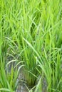 Young rice sprout growing in the rice field Royalty Free Stock Photo