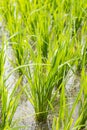 Young rice sprout growing in the rice field Royalty Free Stock Photo