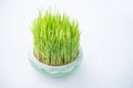 Young rice sprout growing in small jardiniere Royalty Free Stock Photo
