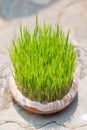 Young rice sprout growing in small jardiniere Royalty Free Stock Photo