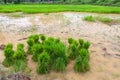 Young rice sprout ready to planted in the rice field