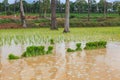 Rice sprout ready to planted in the rice field