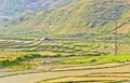 Young Rice Terraced Fields