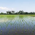 Young rice tree