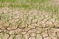Young rices field growing in dry land or mud flat