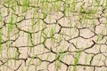 Young rices field growing in dry land or mud flat