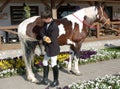 Young rider combs the tail of skewbald Royalty Free Stock Photo
