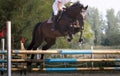 Young rider girl jumping on horse over obstacle Royalty Free Stock Photo