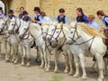 Young riders on white horses