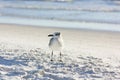 A young Ring-billed Gull (Larus delawarensis) Royalty Free Stock Photo