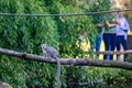 Young Ring Tailed lemur slowly changing fur with people watching in the background