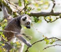 Young ring tailed lemur Royalty Free Stock Photo