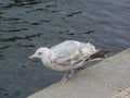 A young ringed bird