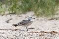 Young ringed seagull stands in the sand in front of a dune Royalty Free Stock Photo