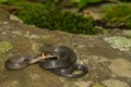 A young Ringneck Snake Royalty Free Stock Photo