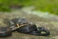 A young Ringneck Snake Royalty Free Stock Photo