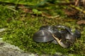 A young Ringneck Snake Royalty Free Stock Photo
