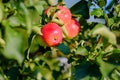 Young ripe apples on a tree branch