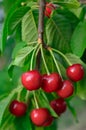 Young, ripe berries cherries ripen on the branch