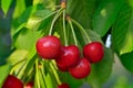 Young, ripe berries cherries ripen on the branch