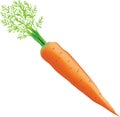 Young ripe carrots Royalty Free Stock Photo