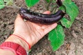 Young ripe eggplant in farmer& x27;s hand in the garden. Garden