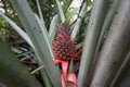 A young ripe pineapple plant on a tree in the jungle. Wild pineapple in nature Royalty Free Stock Photo