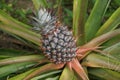 A young ripe pineapple plant on a tree in the jungle. Wild pineapple in nature Royalty Free Stock Photo