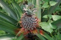 A young ripe pineapple plant on a tree in the jungle. Wild pineapple in nature Royalty Free Stock Photo