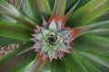 A young ripe pineapple plant on a tree in the jungle. Wild pineapple in nature Royalty Free Stock Photo