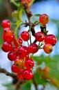 Young, ripe red currant berries ripen on the branch