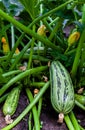 young ripe zucchini lying on the ground