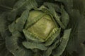 A young ripe cabbage grows on a bed in a vegetable garden Royalty Free Stock Photo