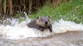 A young river otter playfully leaping through water Royalty Free Stock Photo