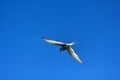 Young river tern (Sterna hirundo) flying