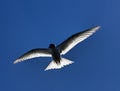 Young river tern (Sterna hirundo) flying