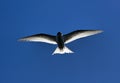 Young river tern (Sterna hirundo) flying