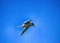 Young river tern (Sterna hirundo) flying