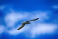 Young river tern (Sterna hirundo) flying