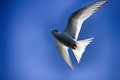 Young river tern (Sterna hirundo) flying