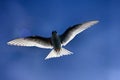Young river tern (Sterna hirundo) flying